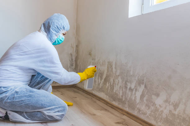 Licensed Black Mold Removal service in Medford, NY - WQB Mold Removal