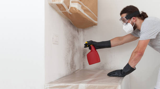 Professional Black Mold Removal technician working in Medford, NY