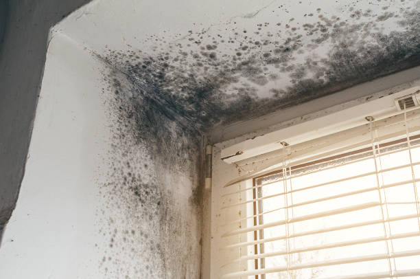 Affordable Black Mold Removal solutions in Medford, NY